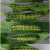 pi brassicae larva5 volg1